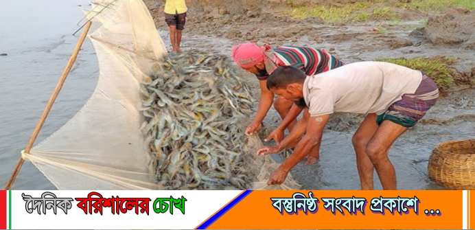 নদীতে বিষ প্রয়োগে চিংড়ি ধরার মহোৎসব, দেখেও যেন দেখছে না বরিশাল প্রশাসন