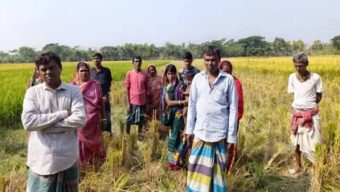 অন্ধকারে কৃষকের জমির ধান লুট, অভিযোগ স্থানীয়দের