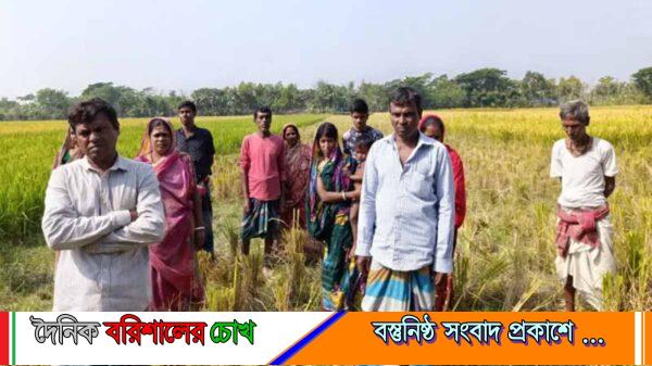 অন্ধকারে কৃষকের জমির ধান লুট, অভিযোগ স্থানীয়দের
