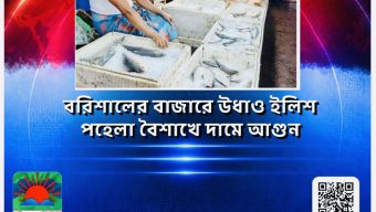 বরিশালের বাজারে উধাও ইলিশ, পহেলা বৈশাখে দামে আগুন