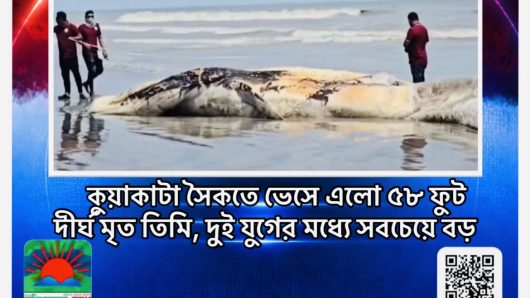 কুয়াকাটা সৈকতে ভেসে এলো ৫৮ ফুট দীর্ঘ মৃত তিমি, দুই যুগের মধ্যে সবচেয়ে বড়