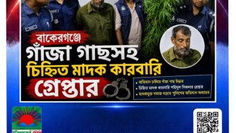 বাকেরগঞ্জে গাঁজা গাছসহ চিহ্নিত মাদক কারবারি গ্রেপ্তার
