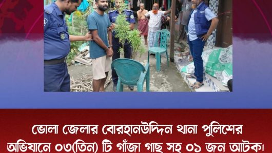 ভোলা জেলার বোরহানউদ্দিন থানা পুলিশের অভিযানে ০৩(তিন) টি গাঁজা গাছ সহ ০১ জন আটক।   