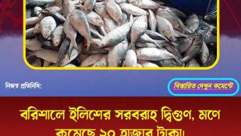 বরিশালে ইলিশের সরবরাহ দ্বিগুণ, মণে কমেছে ২০ হাজার টাকা।