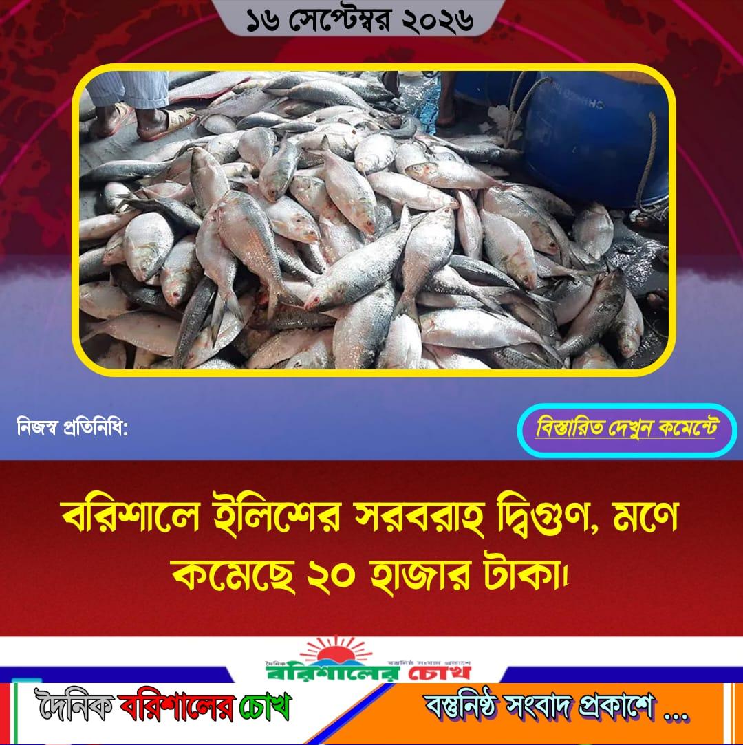 বরিশালে ইলিশের সরবরাহ দ্বিগুণ, মণে কমেছে ২০ হাজার টাকা।